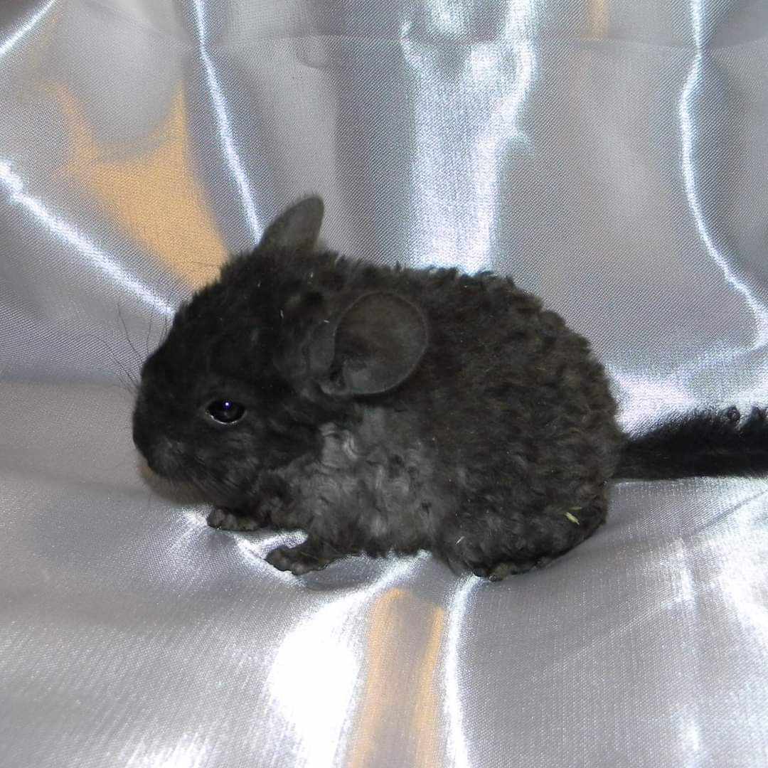 westernkentuckychinchillas